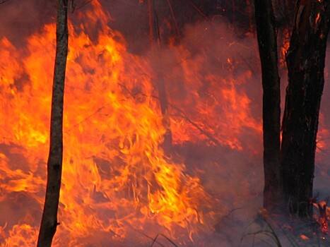 10 главных последствий лесных пожаров в Австралии