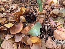 15 ноября в Оренбургской области ожидаются порывы ветра до 18 м/с