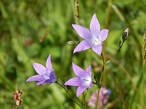 Редкие цветы обнаружены в Серебряном бору