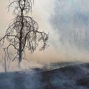 Украина во мгле. Огонь уничтожает тысячи гектаров леса под Киевом и Житомиром