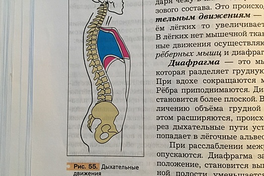 диафрагма скелетная мышца. какой вид ткани образует диафрагму. волокна поперечно-полосатой мышечной ткани многоядерные. диафрагма строение и функции. какой вид ткани образует диафрагму.
