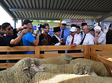 Дагестан готовится к выставке племенных овец и коз