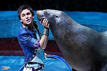 В Большом Московском цирке в семействе морских львов родился малыш