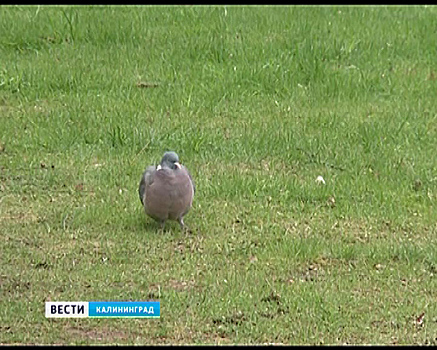 Калининградские пользователи соцсетей обеспокоились судьбой городских птиц