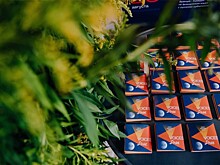 Фестиваль молодого кино Voices в Вологде: "каннские" фильмы