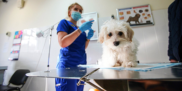 Лучших ветеринарных врачей столицы выберут в рамках конкурса «Московские мастера-2023»