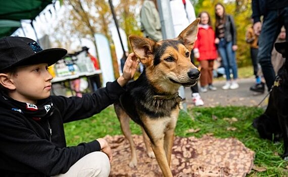 В Казани могут провести "собачью перепись"