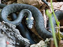 Эколог назвал причину появления большого количества змей в ТиНАО
