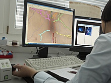 Озвучен механизм влияния освещенности на работу мозга