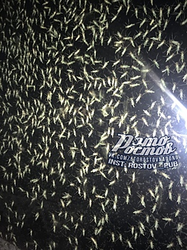 Приезжайте в гости: полчища зеленых комаров атаковали Таганрог