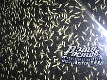 Приезжайте в гости: полчища зеленых комаров атаковали Таганрог