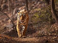 Лесники поймали растерзавшего трех человек пожилого тигра-людоеда