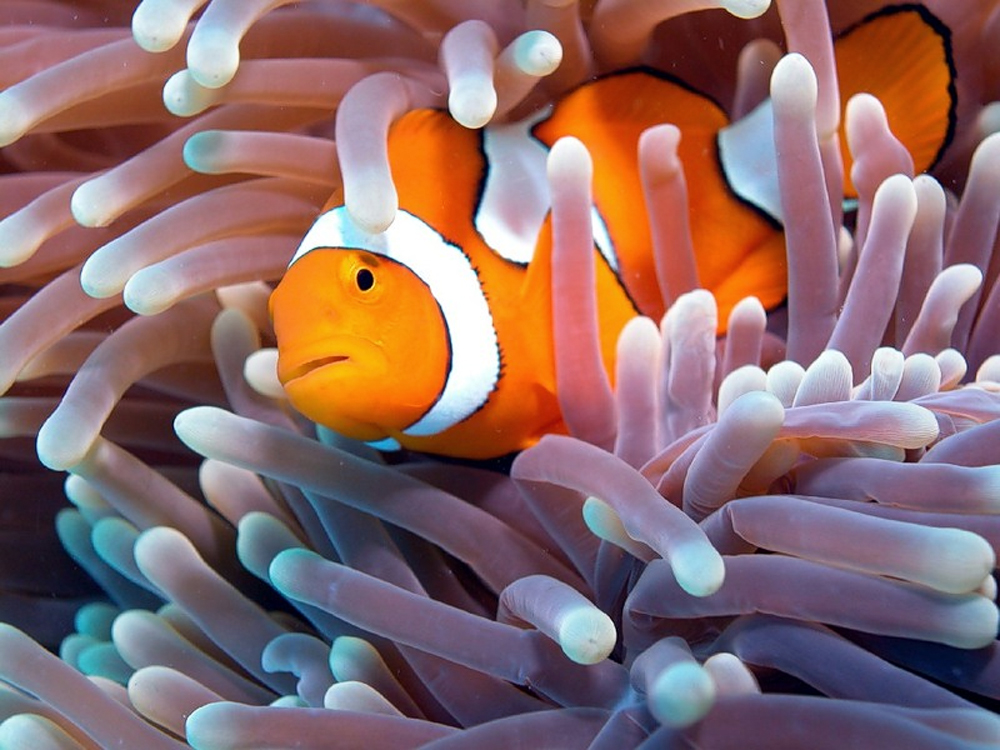 Океанариум Sochi Discovery World Aquarium, Сочи, Россия, Европа