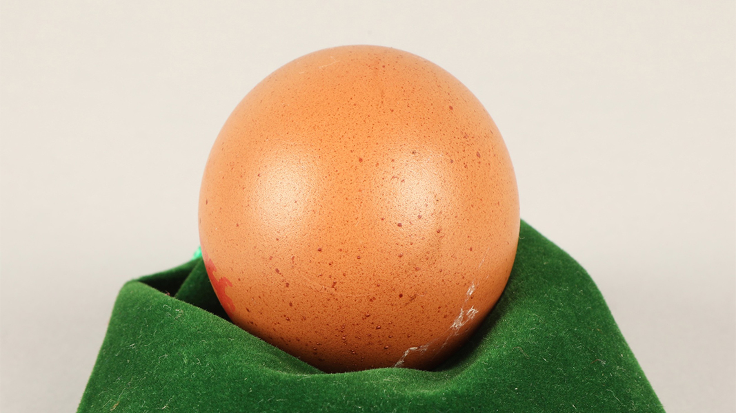 Куриное яйцо за 45 тысяч рублей: как наука объясняет его особенность