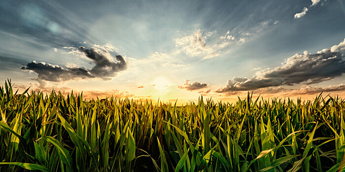 Какие сельхозкультуры больше всего страдают от аномальной жары, рассказал эксперт