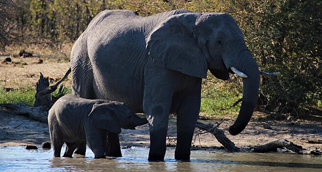 В Ботсване начали массово гибнуть слоны