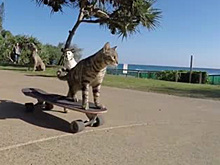 Американский кот освоил скейтборд