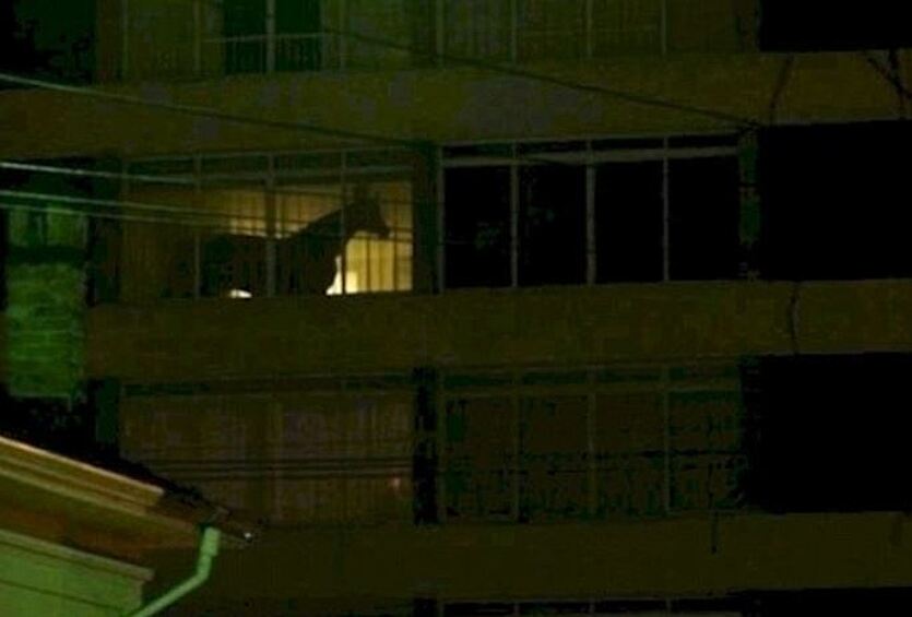 Интересно, что может такого стоять на балконе, что создает иллюзию коня в квартире? 