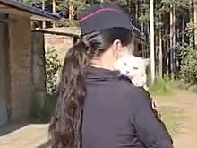 В Иркутской области сотрудница ГИБДД организовала спасение кота с электроопоры