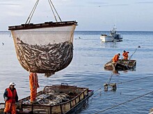 Китай отказался от российской рыбы