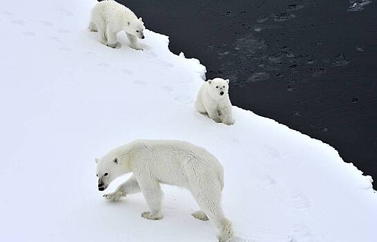 Десятки белых медведей вышли к поселку в России