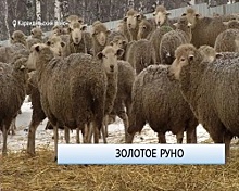 Предприниматель из Караидельского района получил грант на разведение овец