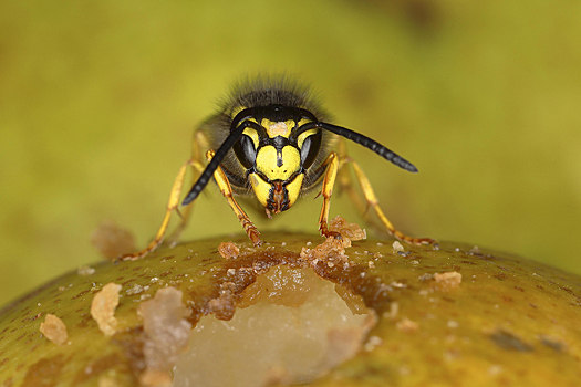 Аллерголог рассказал о страшных последствиях укусов ос