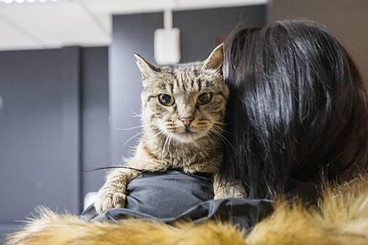 Во Владивостоке школьница пострадала от собственной кошки