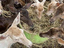 Центр воспроизводства кавказского оленя появился в Карачаево-Черкесии