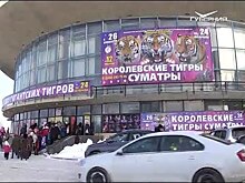 Дюжину суматранских тигров привезли в Самарский цирк