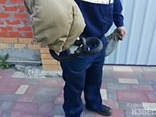 В гараже у курянки обнаружены две гадюки