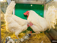 Производители сельхозкормов предупредили о риске подорожания свинины и птицы