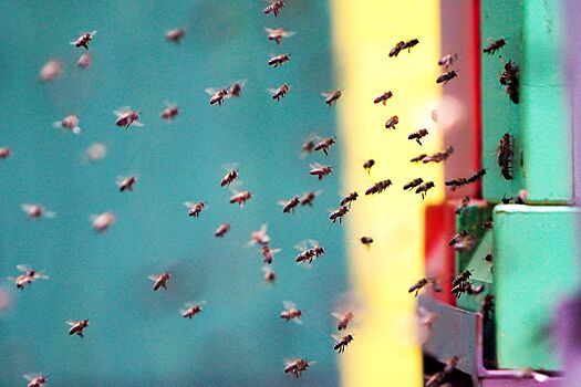 Лекции о зимовке пчел состоятся на природных территориях столицы и в экоцентре «Царская пасека»