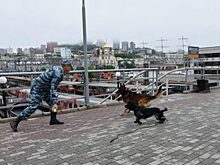 Корица с яблоком служит в транспортной полиции Владивостока