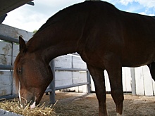 Ялуторовские аграрии делают ставку на лошадей