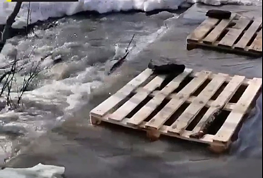 Водопад во дворе: река вышла из берегов в Новосибирске