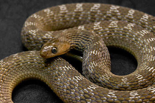 Пенсионерка нашла змею под диваном в своей квартире в Свиблово