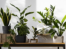 С помощью чего можно поддержать комнатные растения зимой