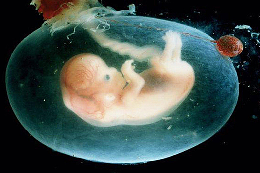 В Нидерландах создали искусственные мышиные эмбрионы
