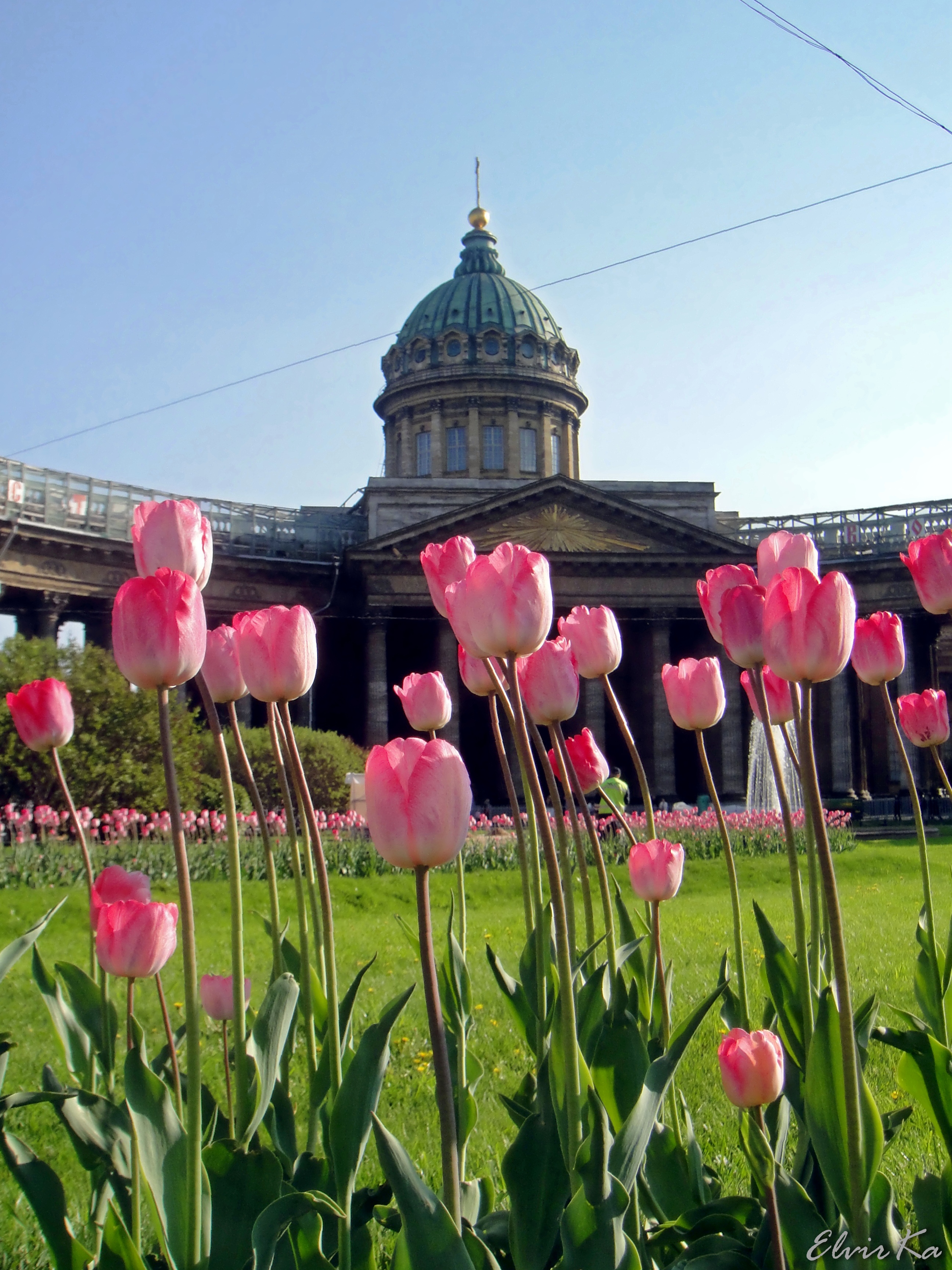Тюльпановый Питер