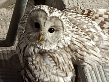 Редкая сова упала под ноги жительнице новосибирского Академгородка