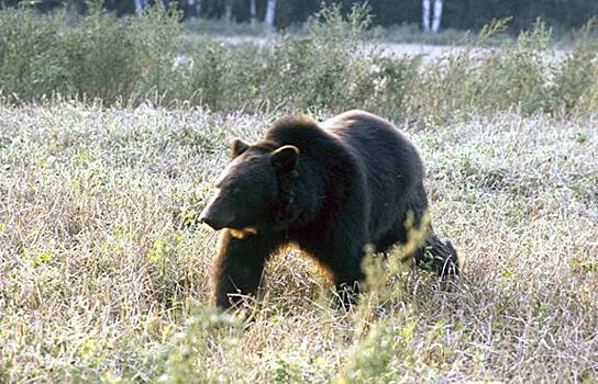 Реальный риск: около Риги "гуляют" медведи