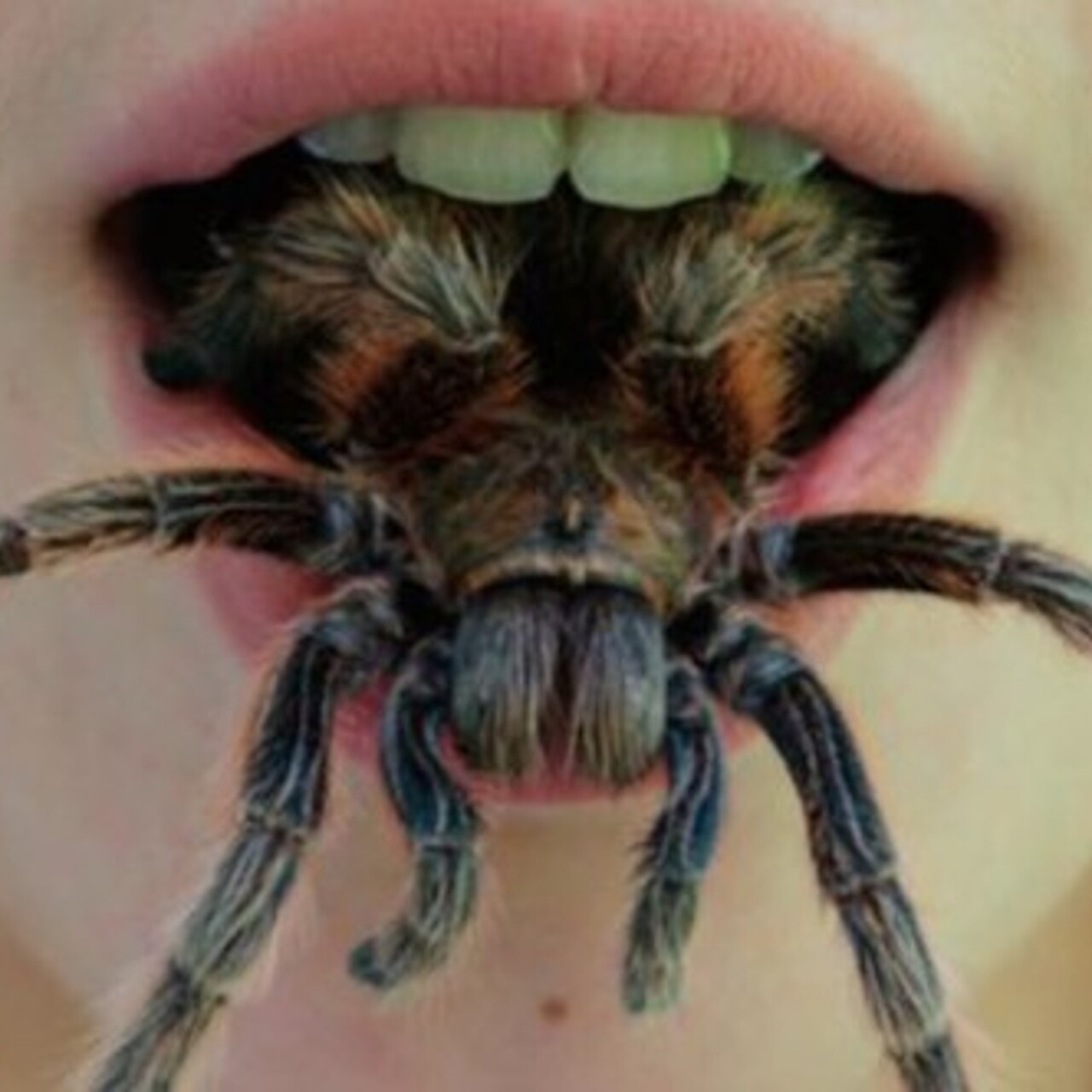 Укус паука отшельника фото последствия False widow spider finds close four east London schools BBC News