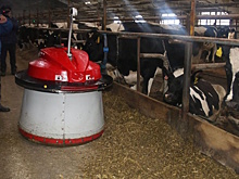 Молочное животноводство Башкирии берет на вооружение искусственный интеллект