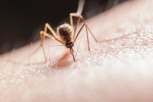 Врач назвал способы защиты от комаров