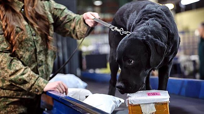 Деньги в банках кофе нашла собака в посылке из Германии в Москве