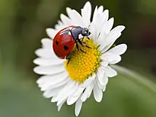 Полчища насекомых атаковали Великобританию