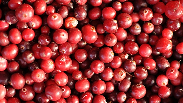 Все, что нужно знать о пользе клюквы для здоровья