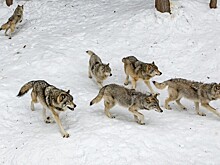 Волк загрыз человека и ранил еще троих в Курганской области