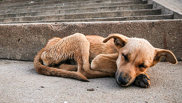 В Пскове спасают залитых гудроном собак